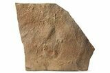 Cruziana (Fossil Trilobite Trackway) - Morocco #251957-1